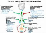 Pictures of What Is The Best Thyroid Medication For Weight Loss
