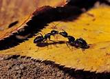 Carpenter Ants Eat