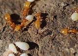 Ontario Termites Images