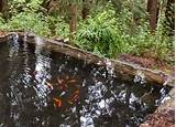 When To Feed Koi Fish In Spring Pictures