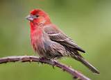 Red House Finch Pictures