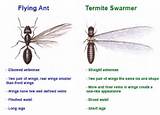Difference Between Ant And Termite Images
