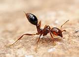 Florida Fire Ants Pictures