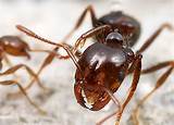 Photos of Fire Ants Water