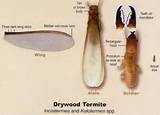 Images of Drywood Termite Wings