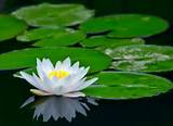 Pictures of Lotus Flower Pond Plant