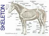 Clinical Anatomy Of The Horse Pictures