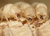 Photos of Exterminator Termites