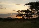 Where Is The Serengeti National Park Pictures
