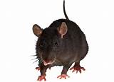 Pictures of Rat Mouse