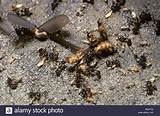 Termites W Wings Images