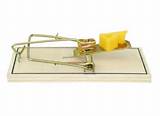 Images Of Mouse Trap
