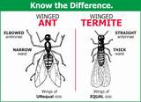 Photos of Difference Between Ant And Termite