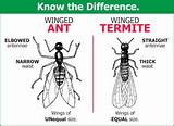 Termite Vs Carpenter Ant Pictures