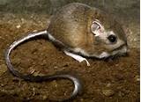 Images of Kangaroo Rat