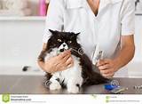 A To Z Veterinary Clinic Pictures