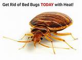 Photos of How To Get Rid Of Bed Bugs With Heat