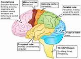 Parts And Functions Of The Brain Images