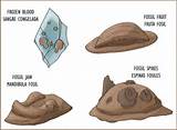 What Fossils Are In Pokemon X Images