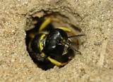 Atlanta Wasp Exterminator Images