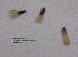 Photos of Winged Termite