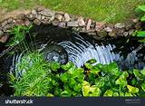 Photos of Fish Pond Fountain