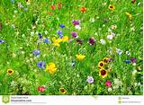 Pictures of Beautiful Wild Flowers Images