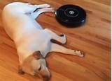 Pictures of Dog Robot Vacuum