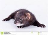 Is A Ferret A Rodent