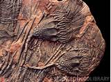 Images of Ordovician Fossils