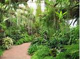 Pictures of Tropical Landscape Plants Florida