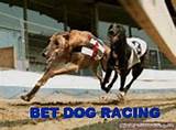 Online Dog Racing Betting Pictures