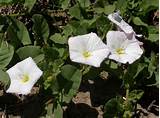 Bindweed Control Garden Pictures