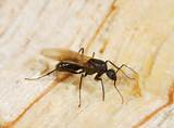 Photos of Termite Inspectors
