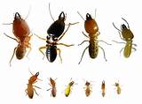 Termite Treatment Types