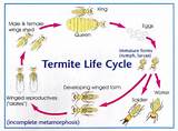 Termite Life Span Pictures