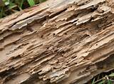 Carpenter Ants Wood Damage