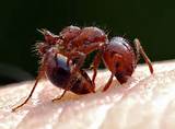 Fire Ants Killer