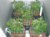 Photos of Best Soil To Grow Marijuana In
