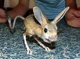 Pictures of Kangaroo Rat