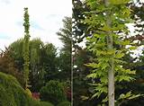 Oregon State University Landscape Plants Pictures