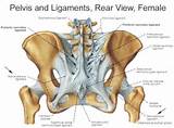 Female Pelvic Floor Muscles Diagram Photos