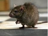 Images of Roof Rat Wikipedia