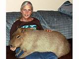 Photos of Largest Rodent List