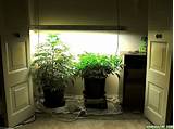 Closet Marijuana Grow Room Photos