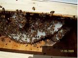 Organic Beekeeping Supplies