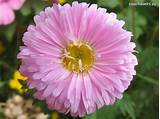 Images of Aster Flower Photo