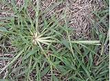 Pictures of Goosegrass Crabgrass Control