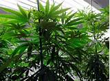 Pictures of Marijuana Producers Stock