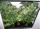 Pictures of Marijuana Grow Closets For Sale